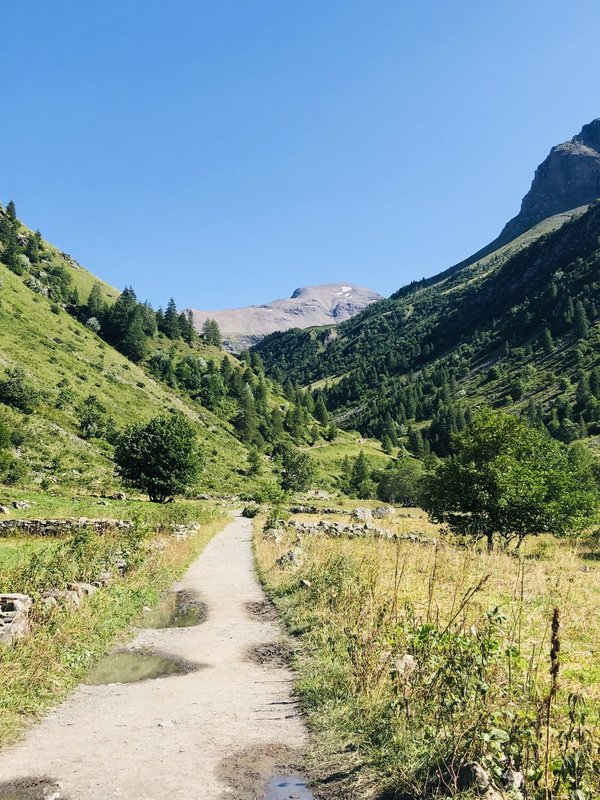 What's the Best Approach for Treating Seasonal Allergies in Dogs Naturally?