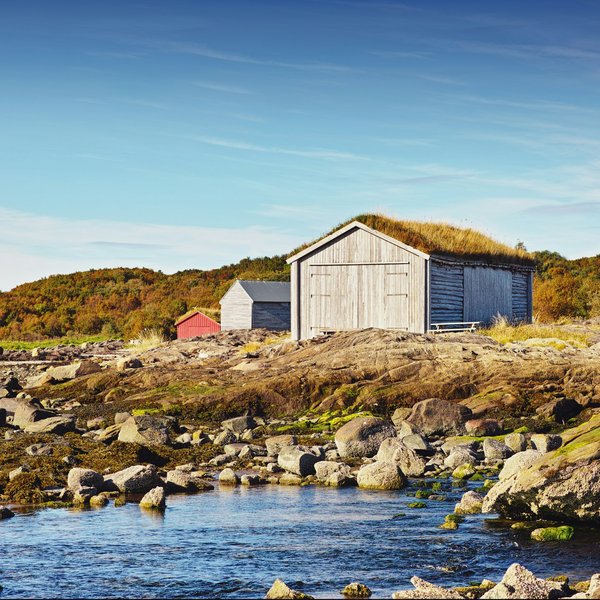 What Are the Best Techniques for Minimizing Shedding in Siberian Huskies?